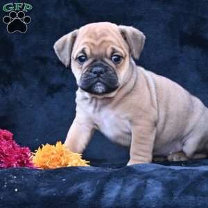 Princess, Miniature Bulldog Puppy